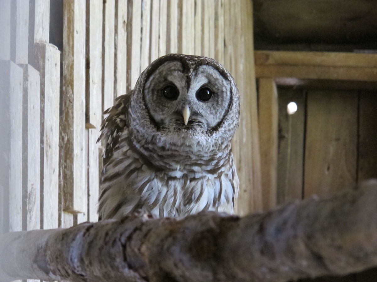 Hamlet the Barred Owl 3a