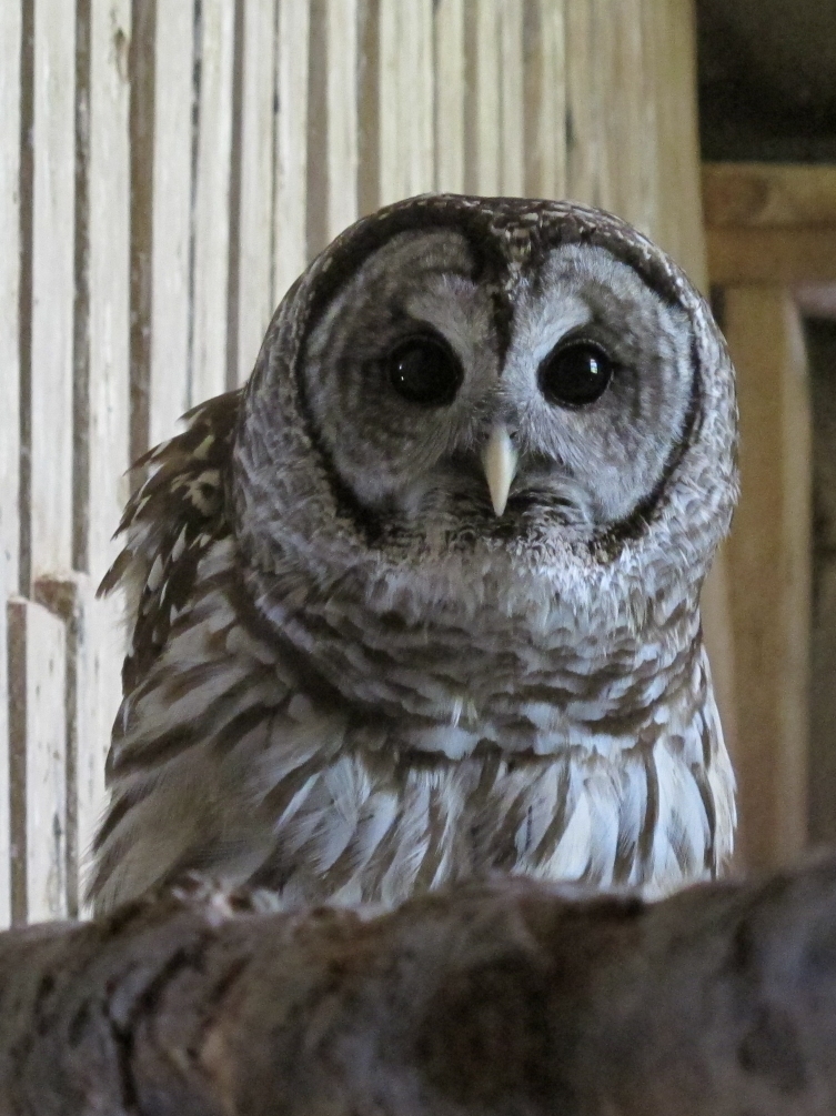 Hamlet the Barred Owl 5a