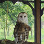 Sedona the Barn Owl 2