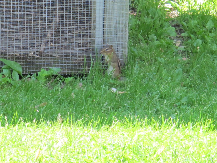 Sneaky Chipmunk 1