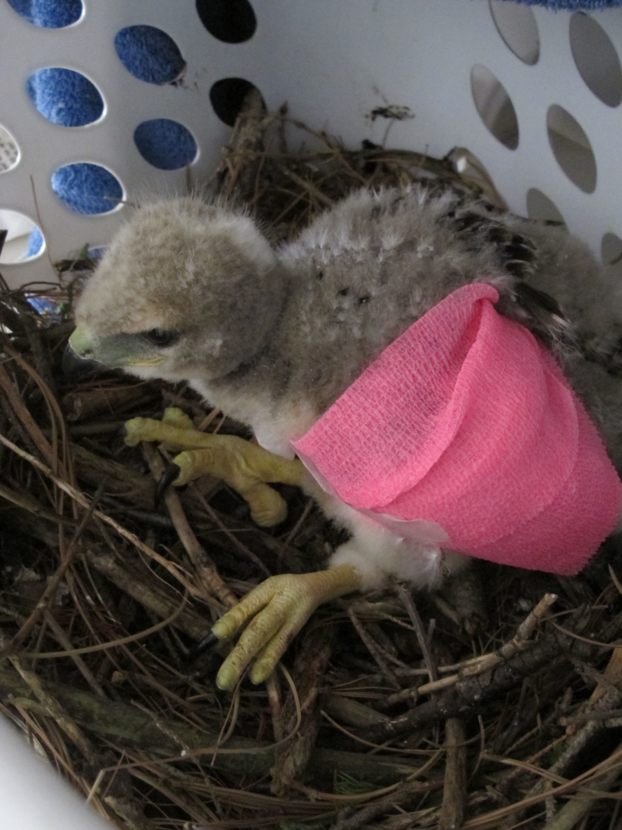 Baby Red-Tailed Hawk 6