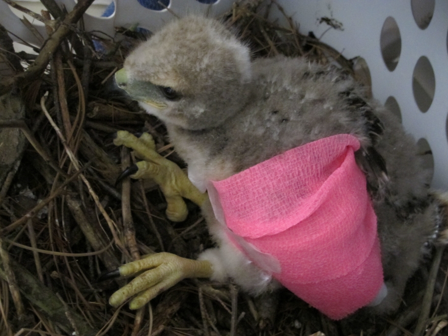 Baby Red-Tailed Hawk 7