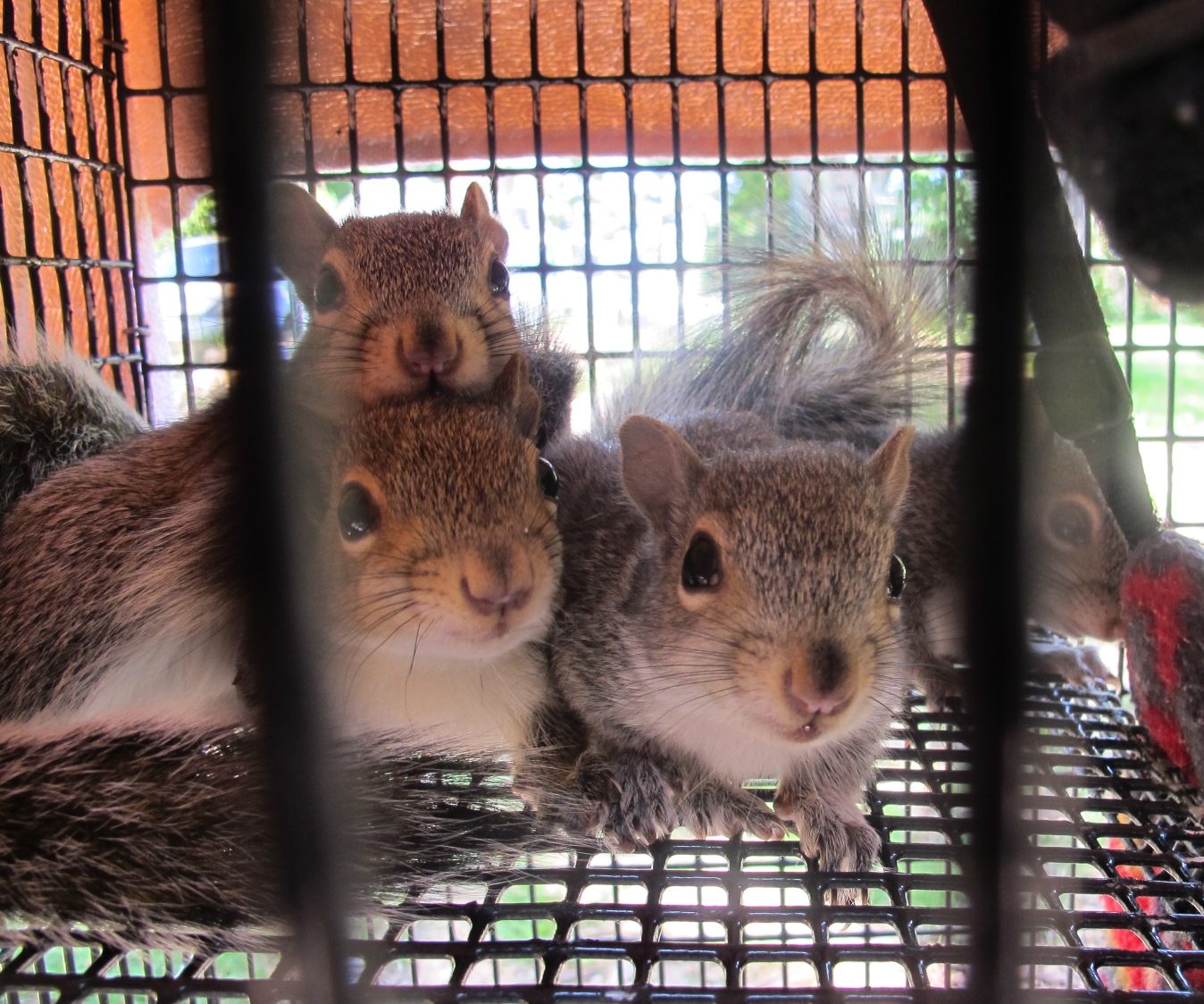 Young Gray Squirrels 2a