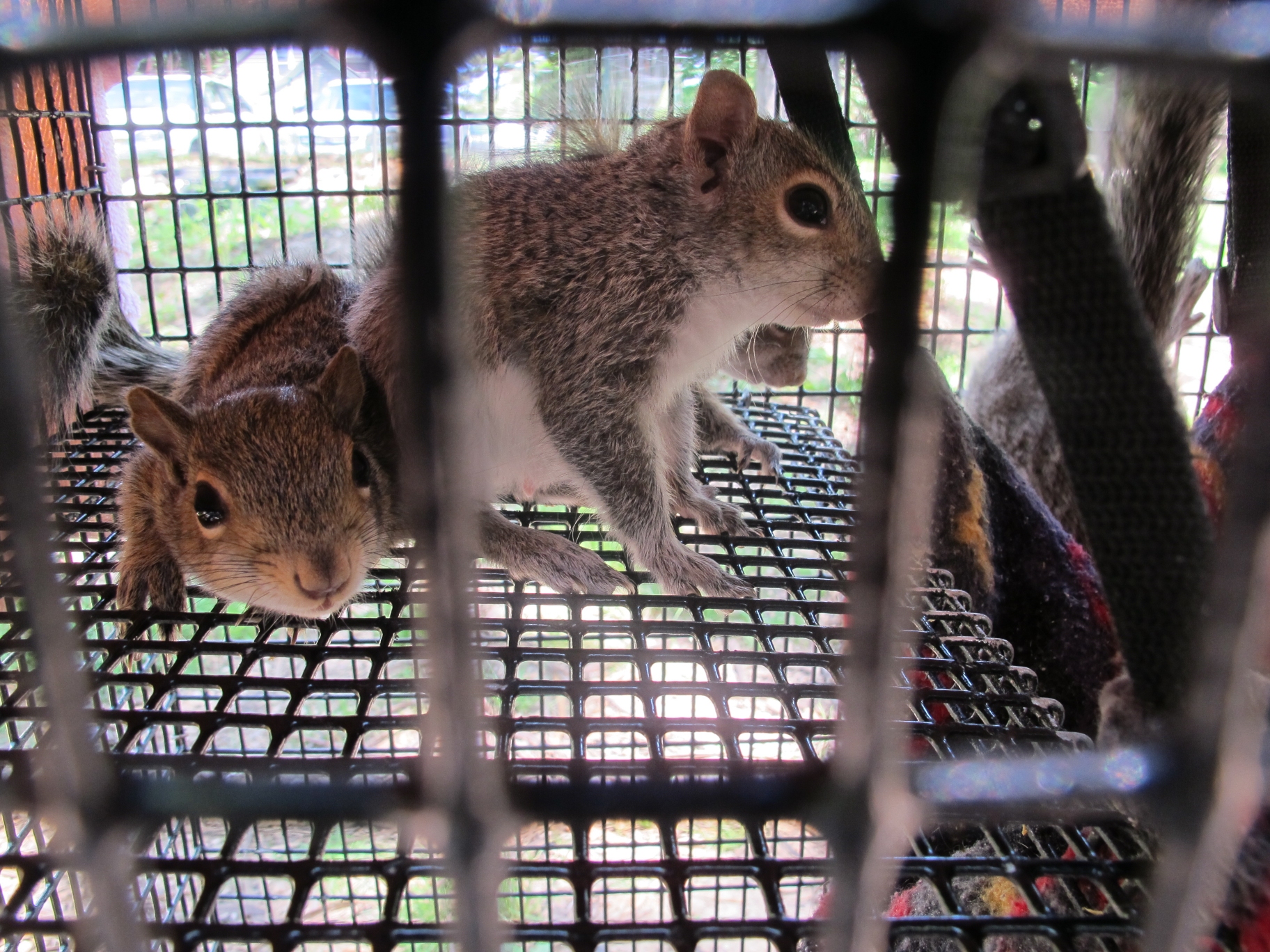 Young Gray Squirrels 3b