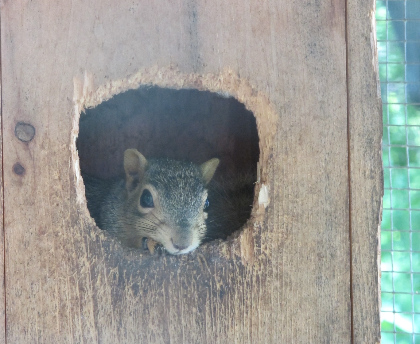 Fox Squirrel 1