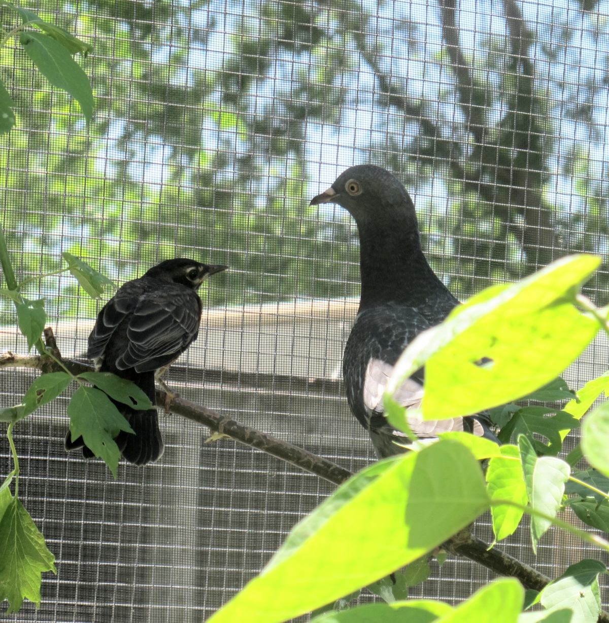 Young Pigeon and Robin 2a