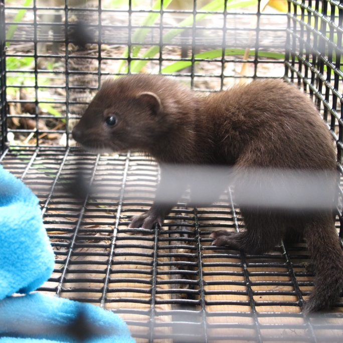 Mink Kits at Play 4