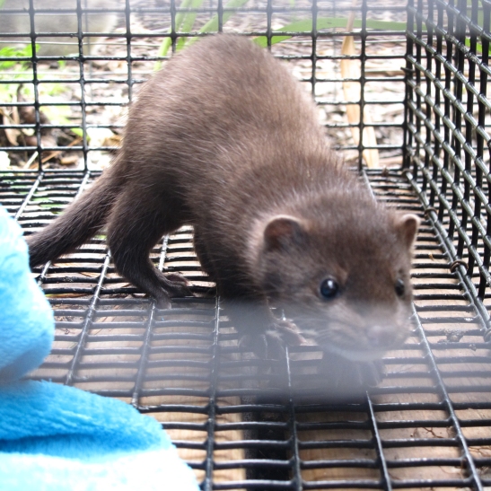 Mink Kits at Play 6