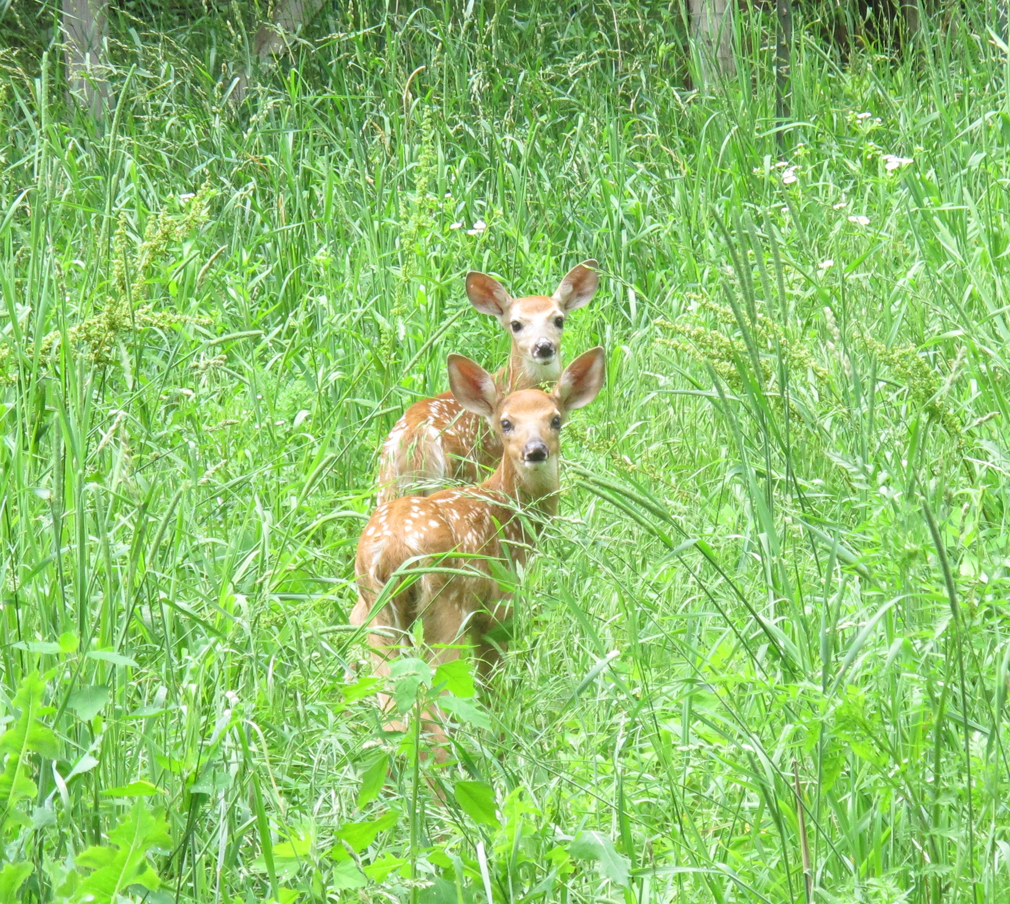 Fawns in the Meadow 1a