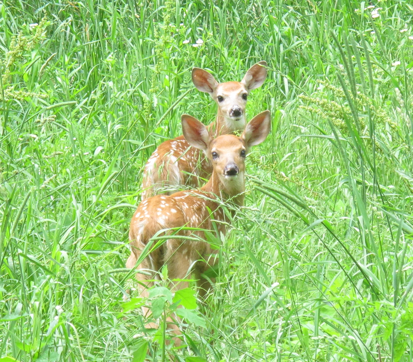 Fawns in the Meadow 1b