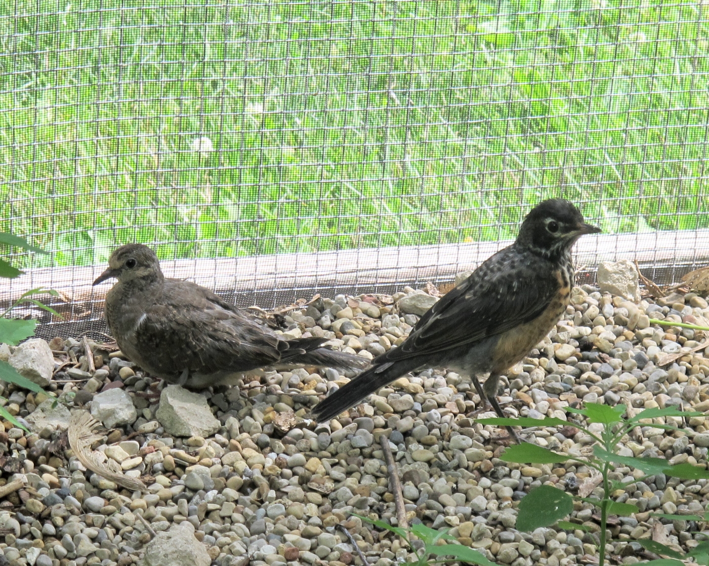 Young Mourning Dove and Robin