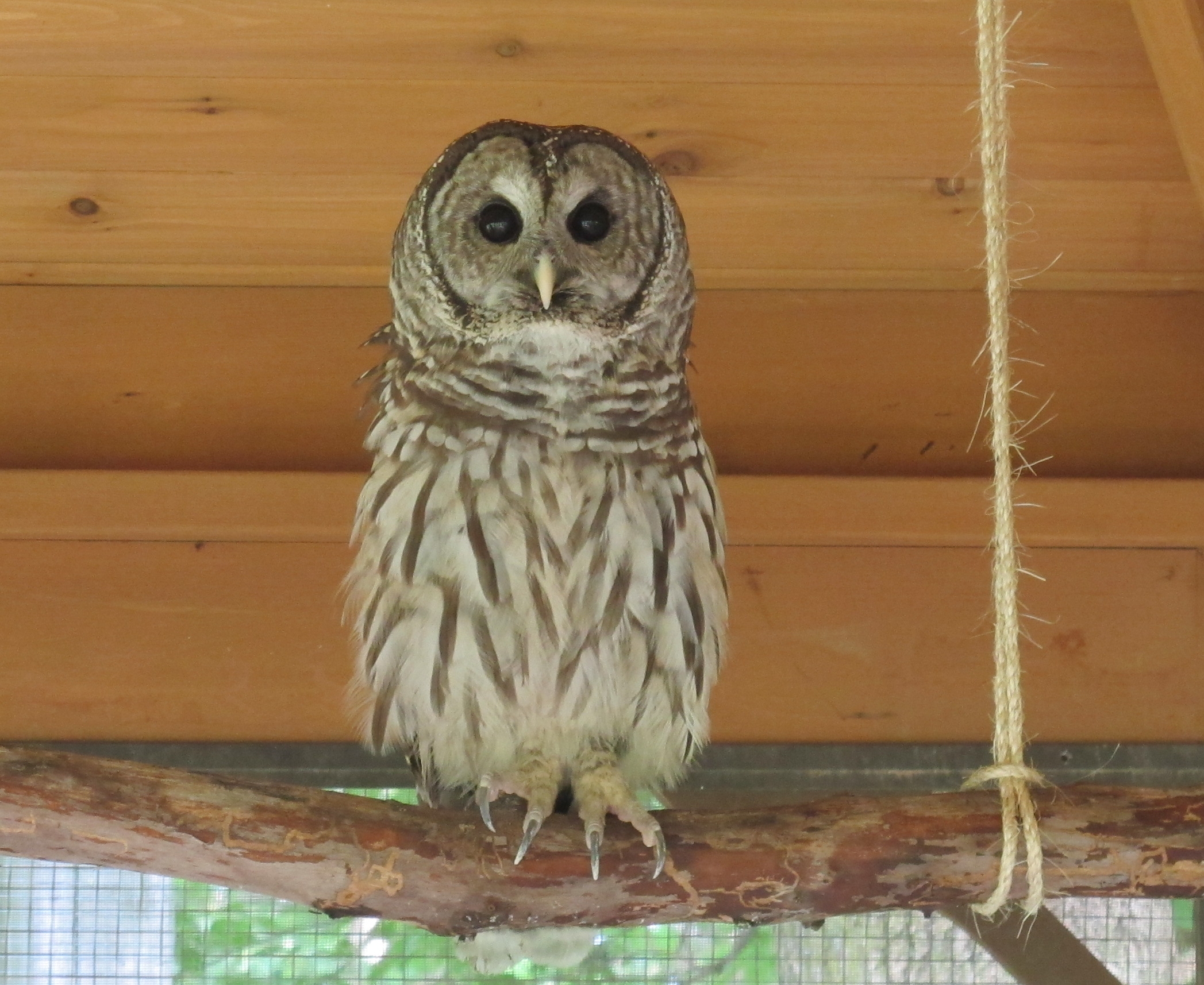 Hamlet the Barred Owl 1a