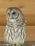 Hamlet the Barred Owl 3 by Windthin