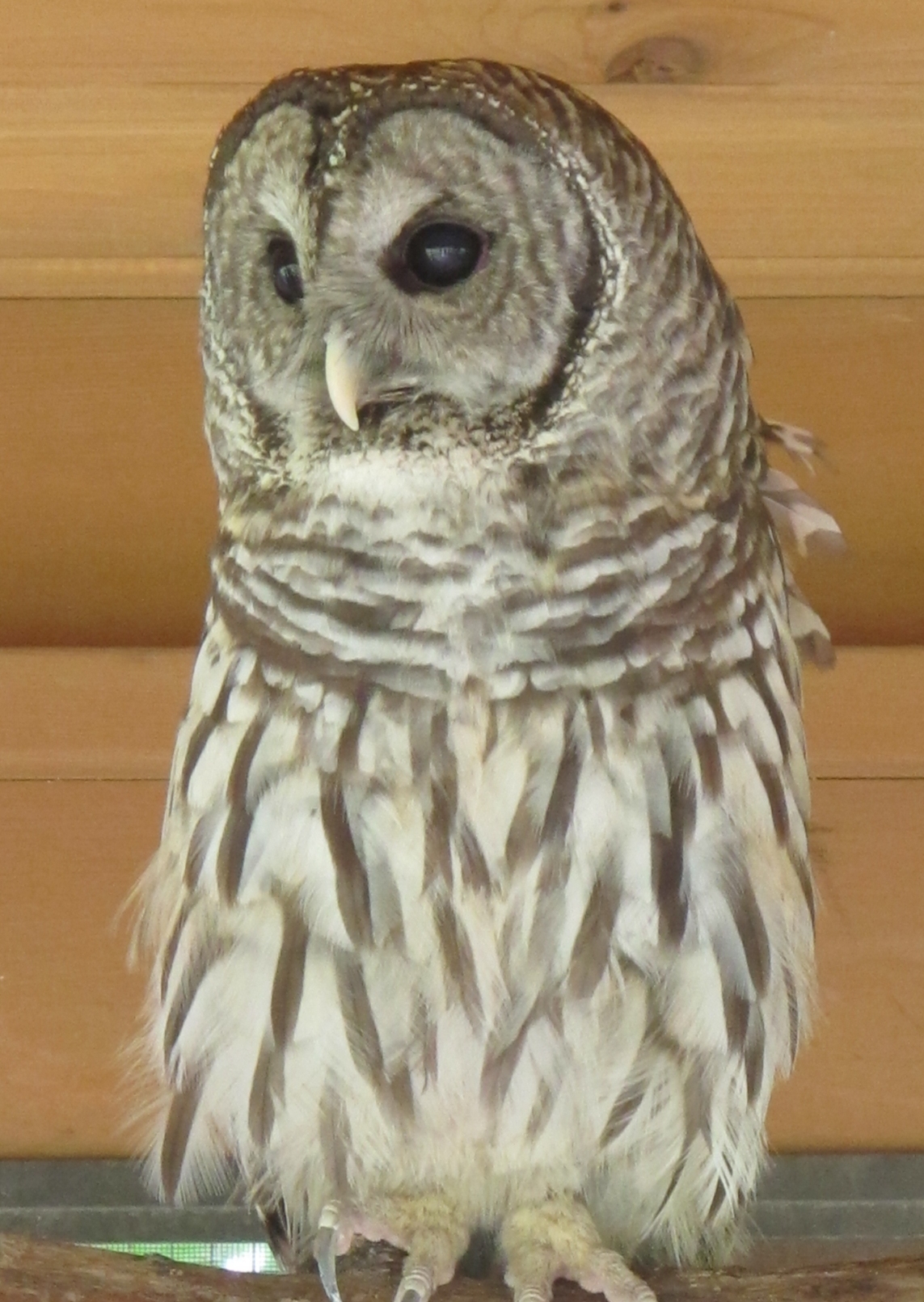 Hamlet the Barred Owl 3a