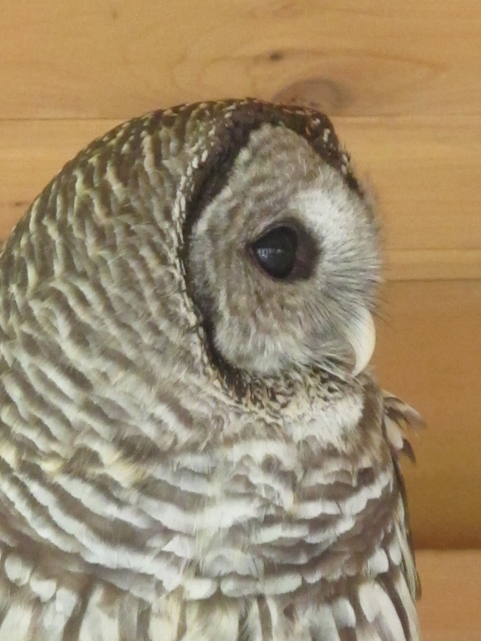 Hamlet the Barred Owl 4