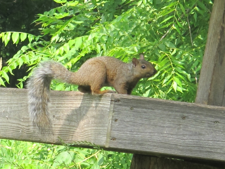 Squirrel Opportunist 3