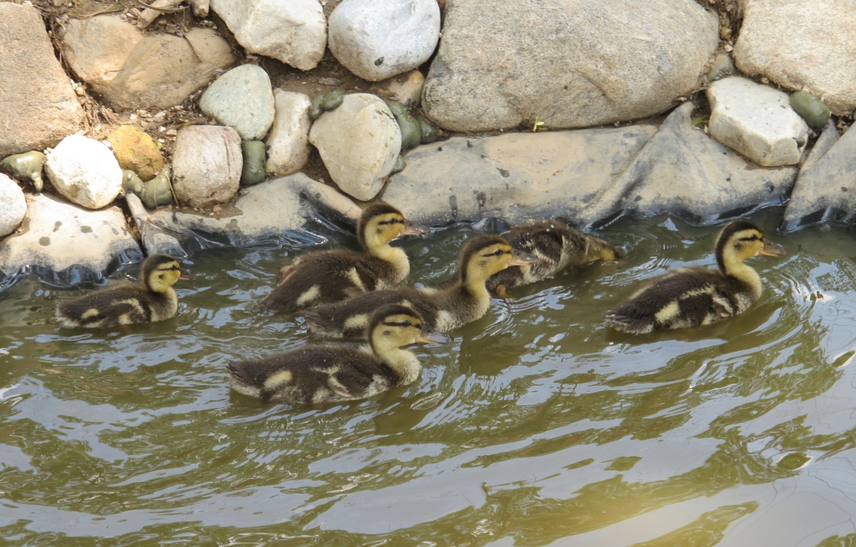 Mallard Ducklings 3b