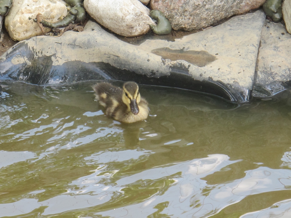 Mallard Duckling