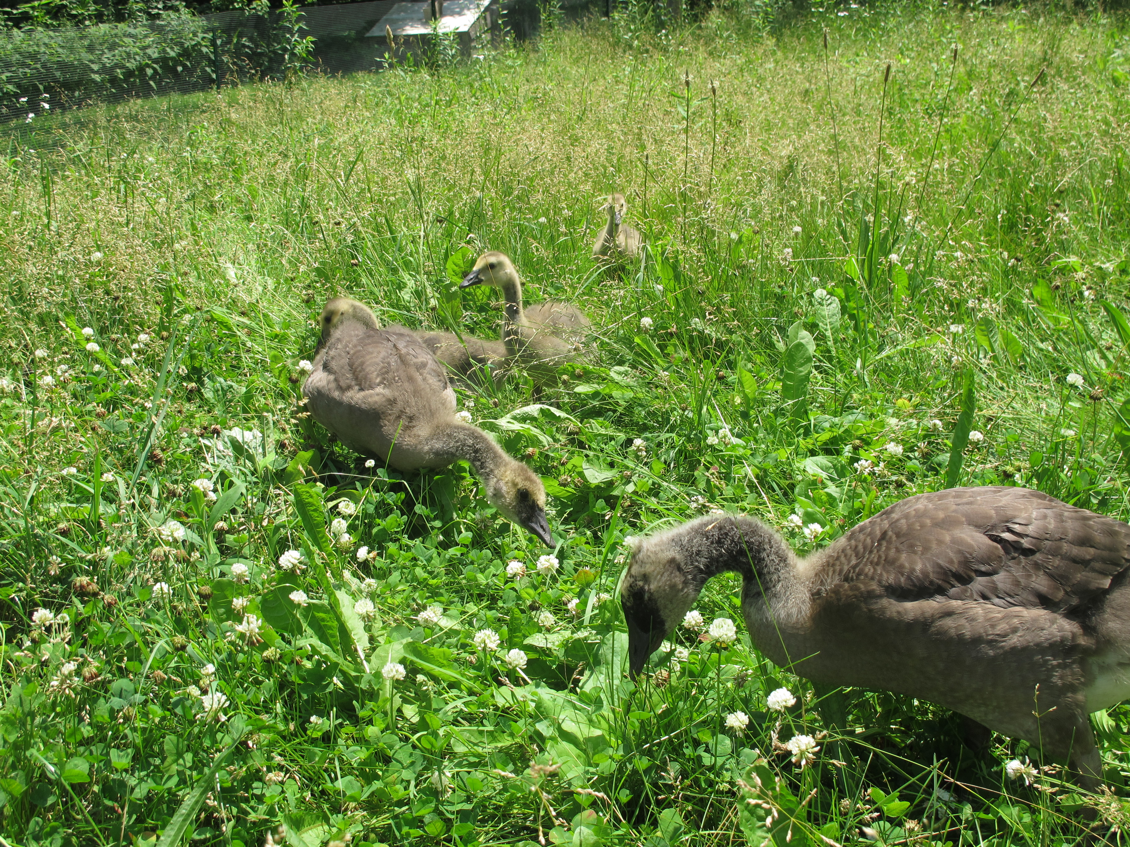 Field of Greens 2