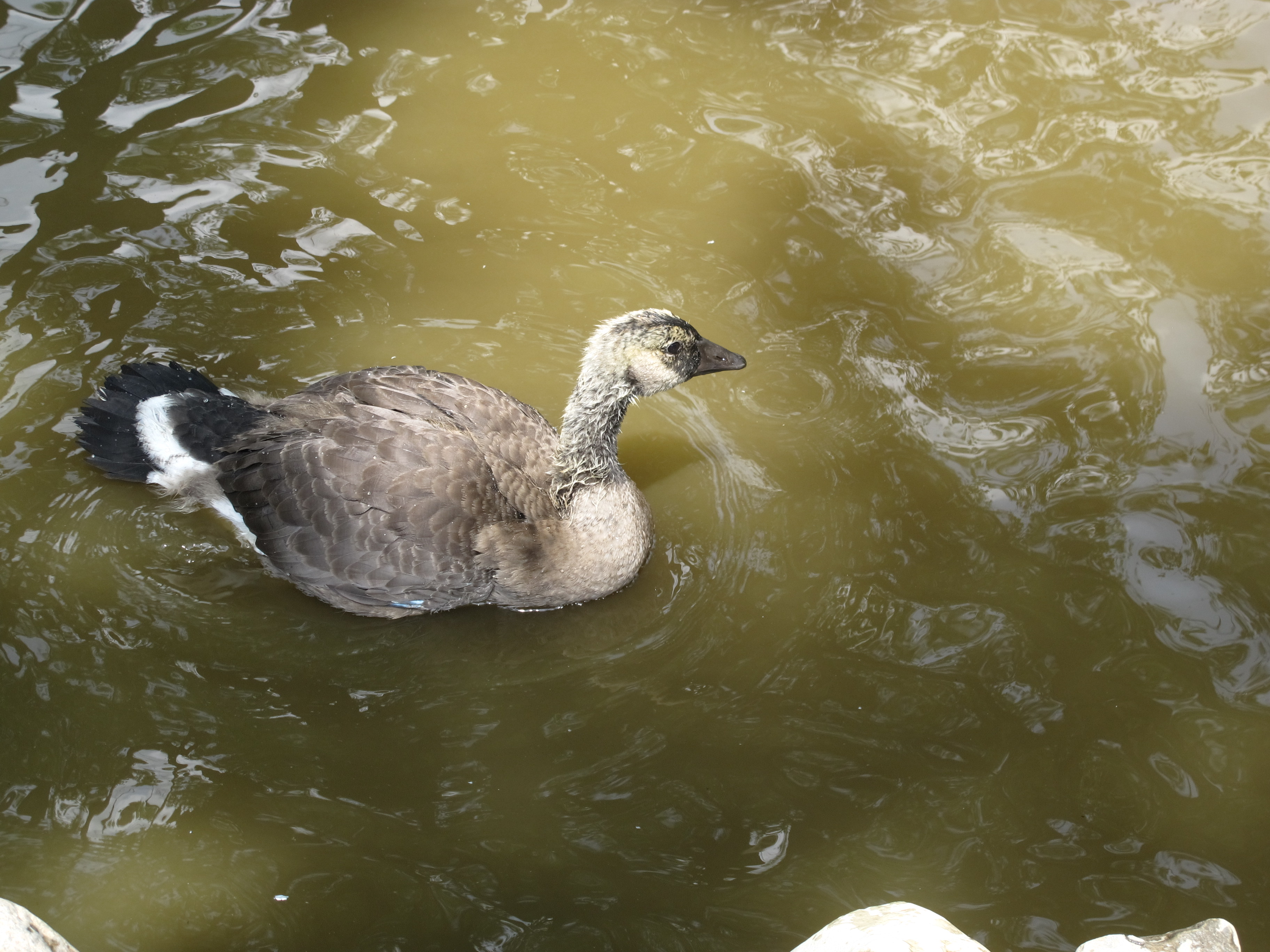 Hey, I Like the Water! 1