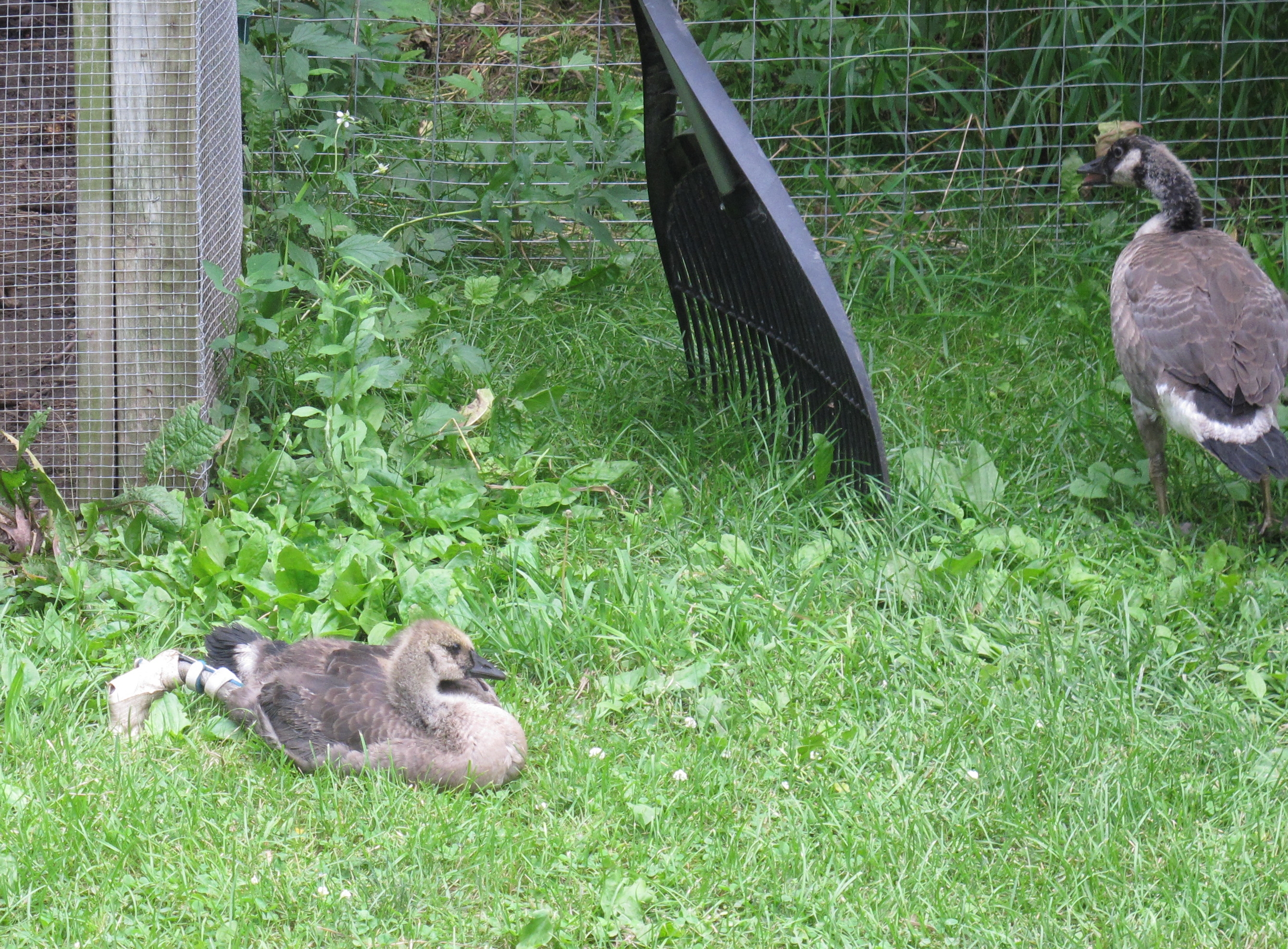 Two Injured Goslings 2