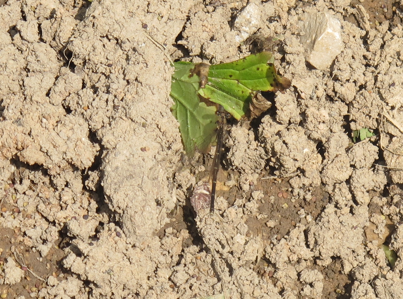 Big Brown Damselfly 1