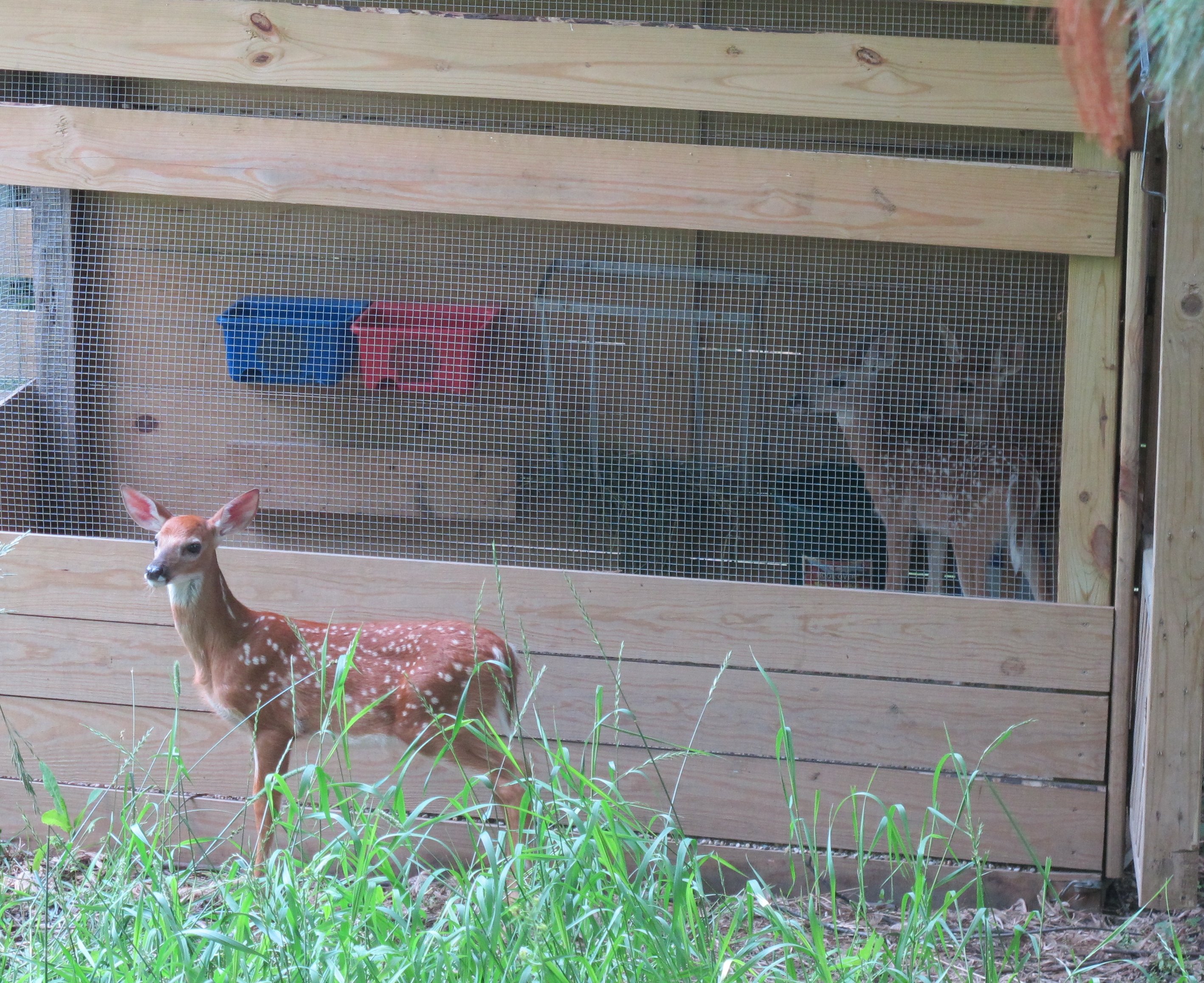 Three Fawns 2a