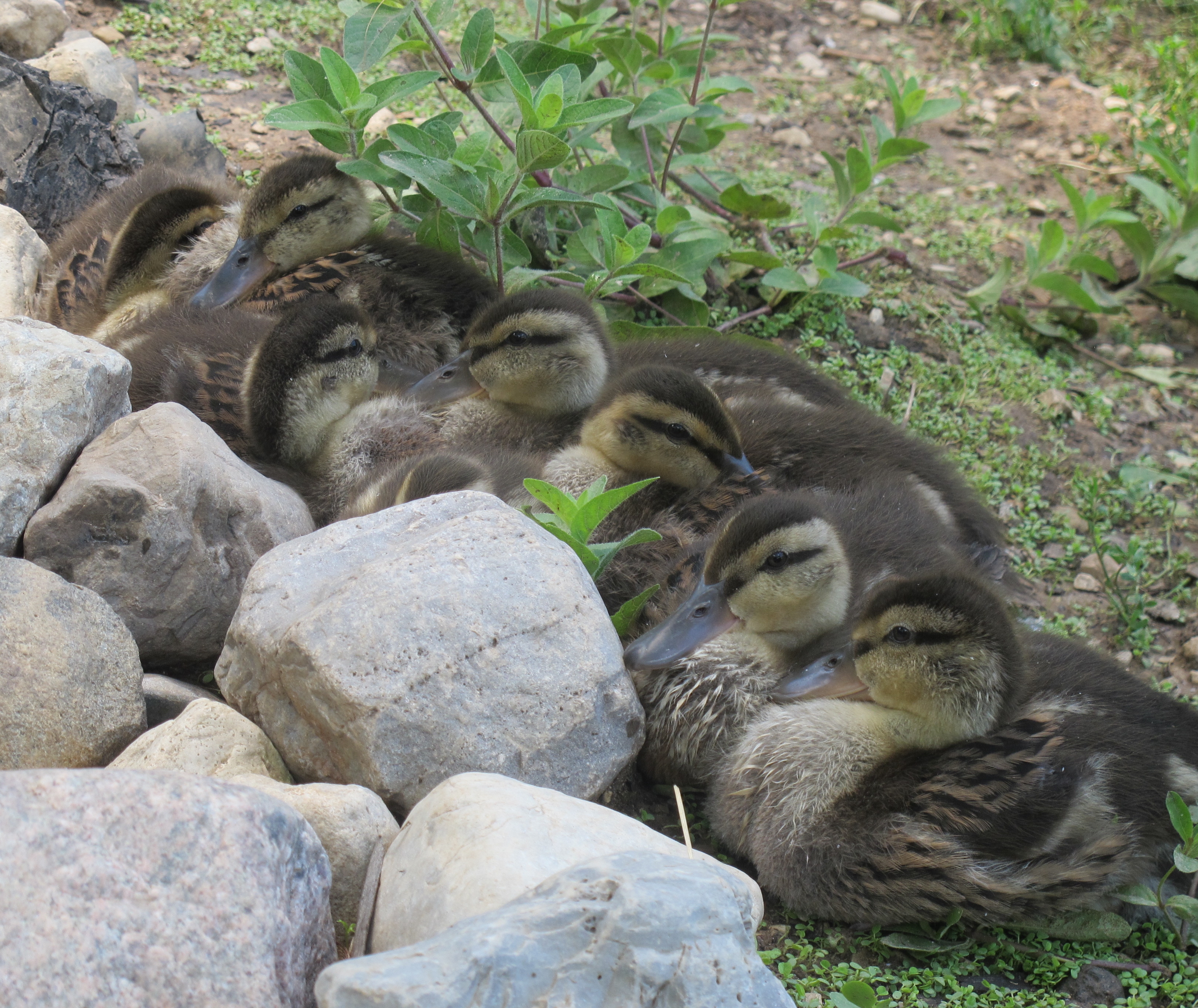 Mallard Ducklings 3