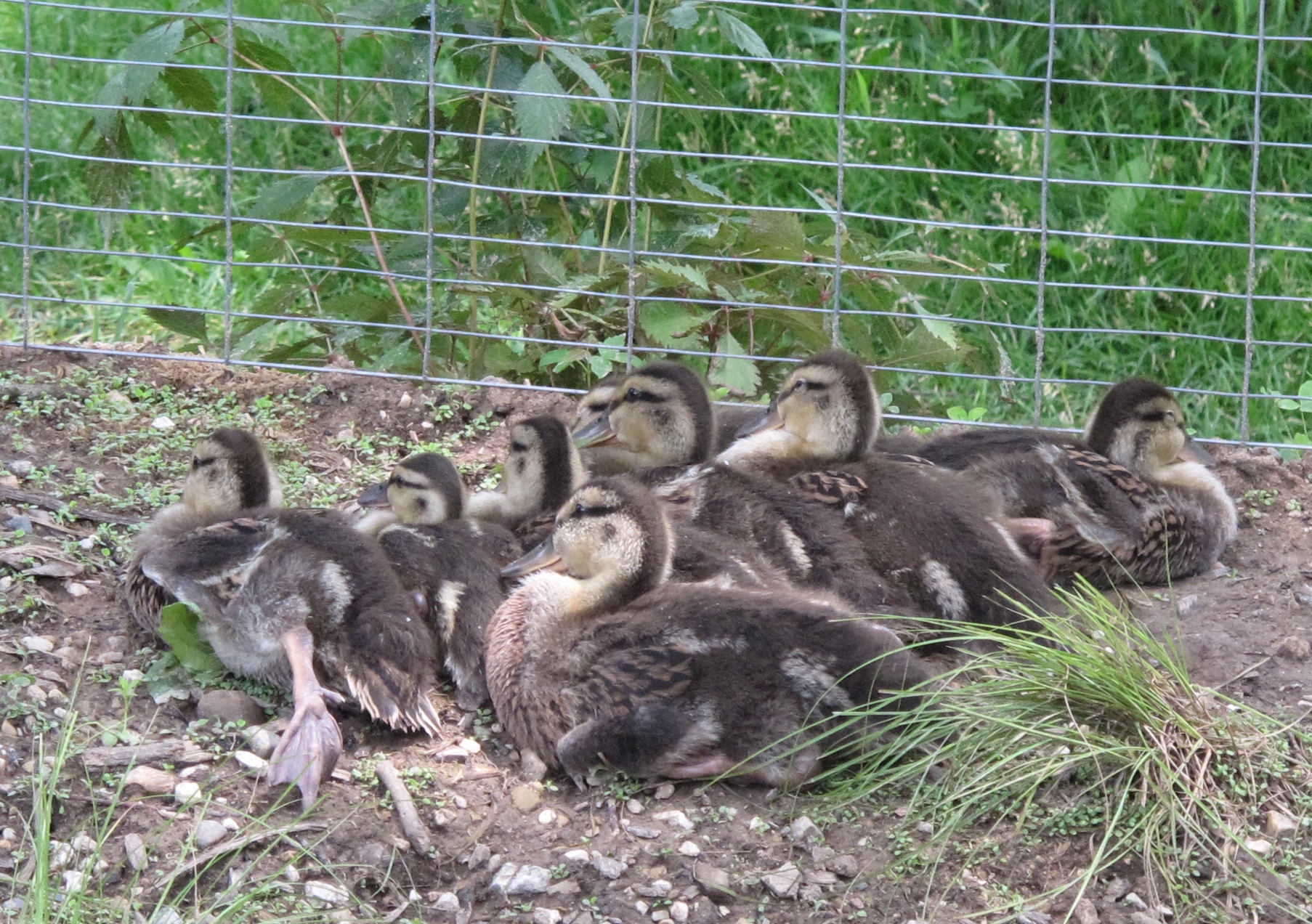 Mallard Ducklings 8