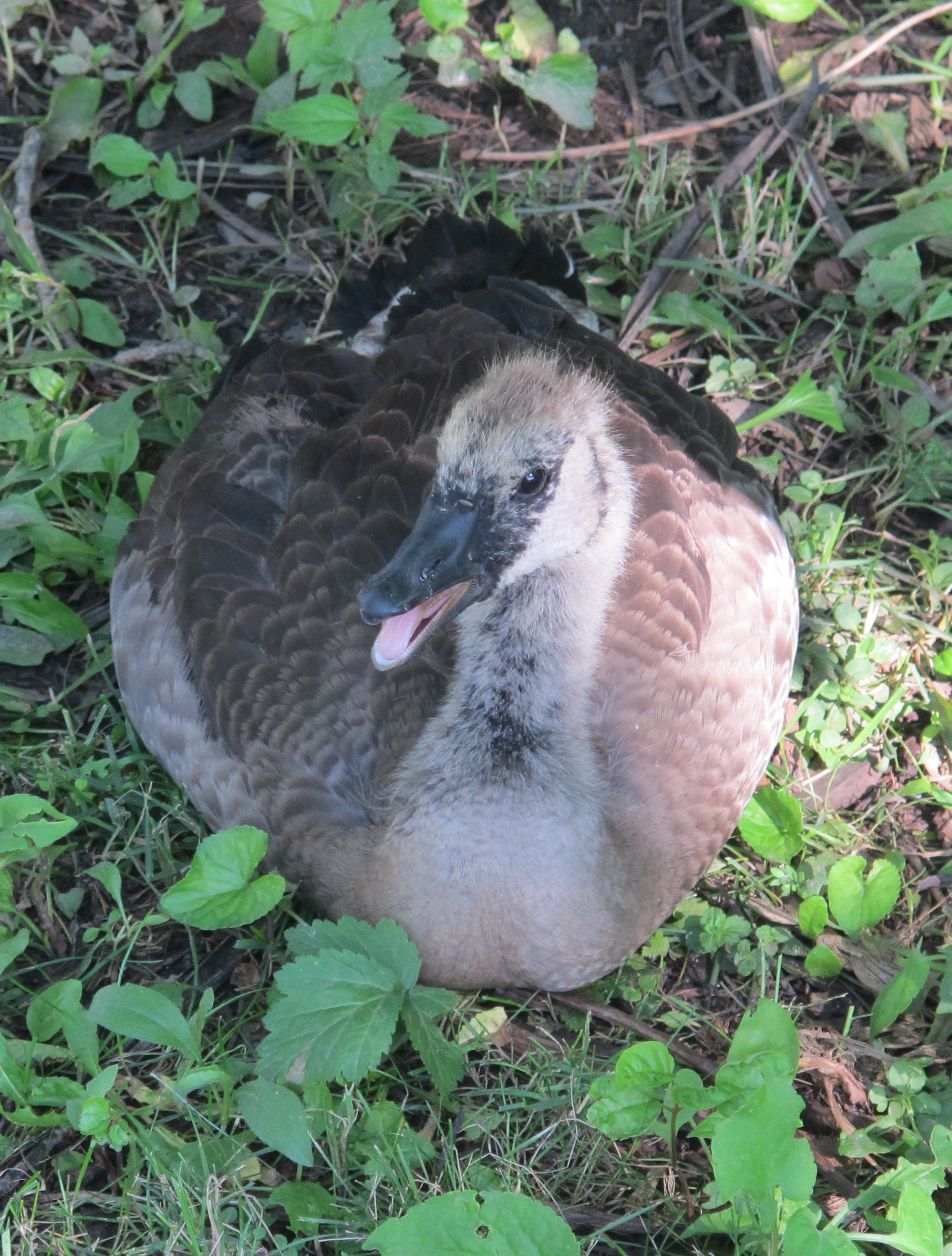 Lone Gosling