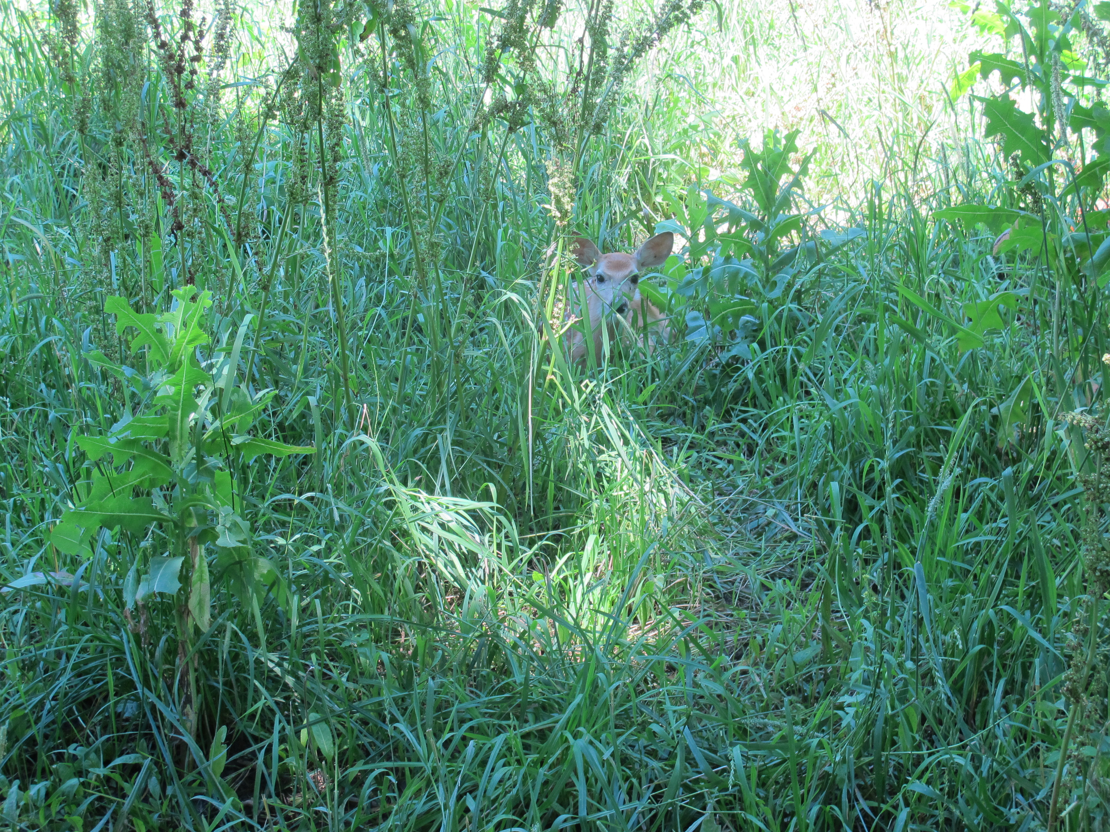 Fawn in the Tall Grass 2