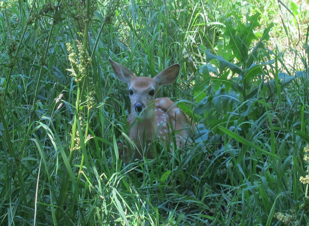 Fawn in the Tall Grass 3