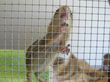 Baby Ground Squirrels 6