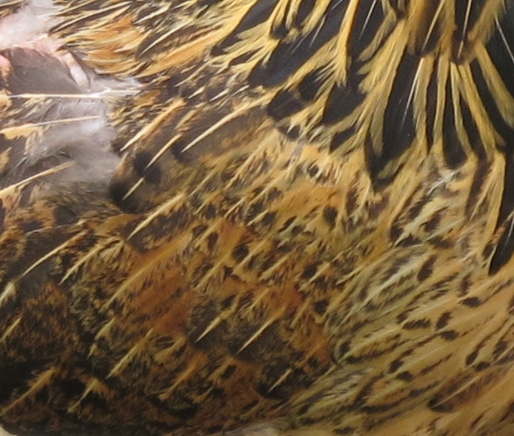 Brown Chicken Feathers