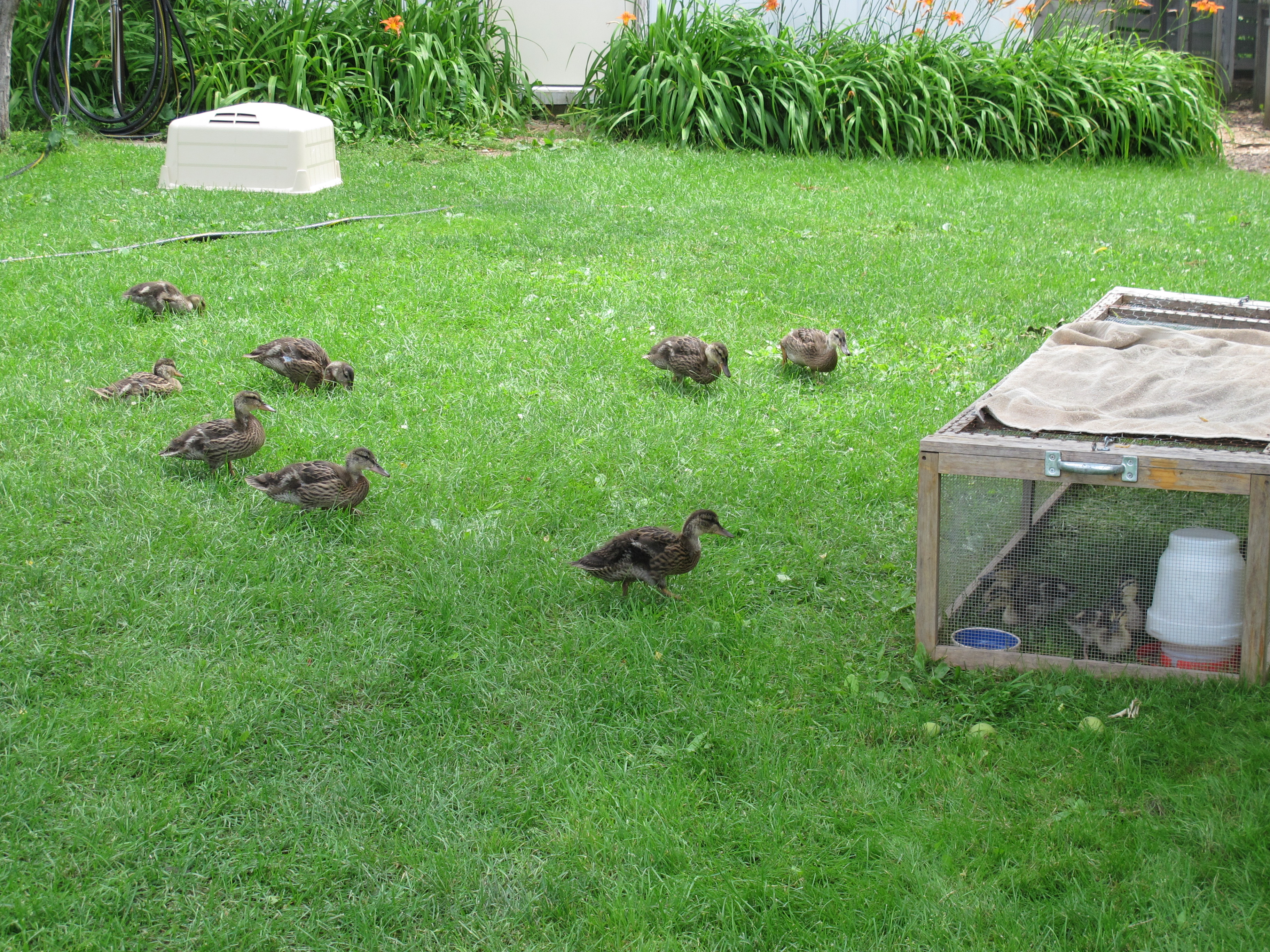 Lots of Ducklings