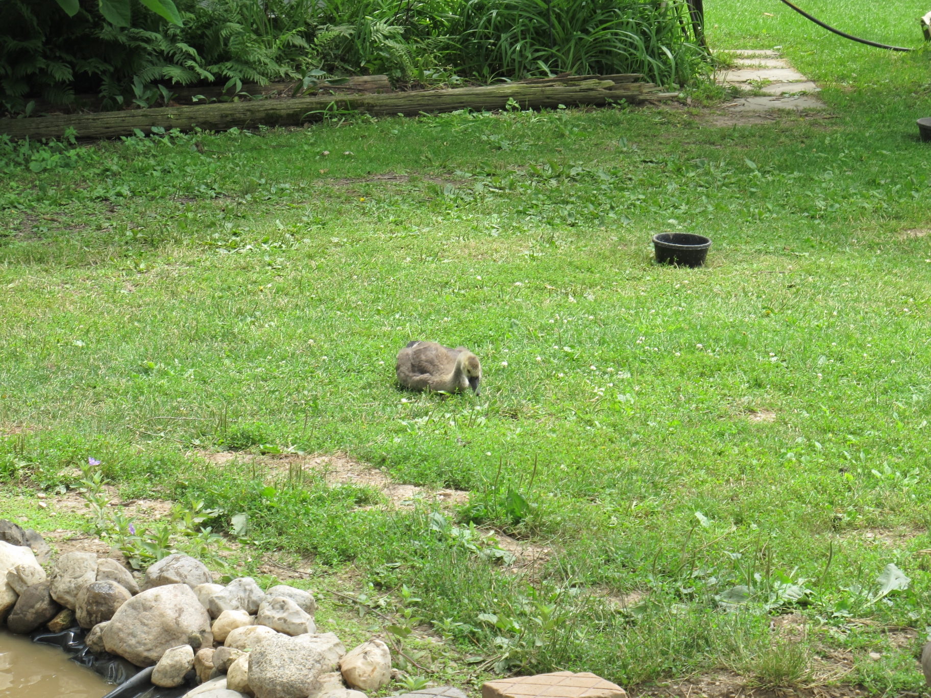 Lone Gosling 1