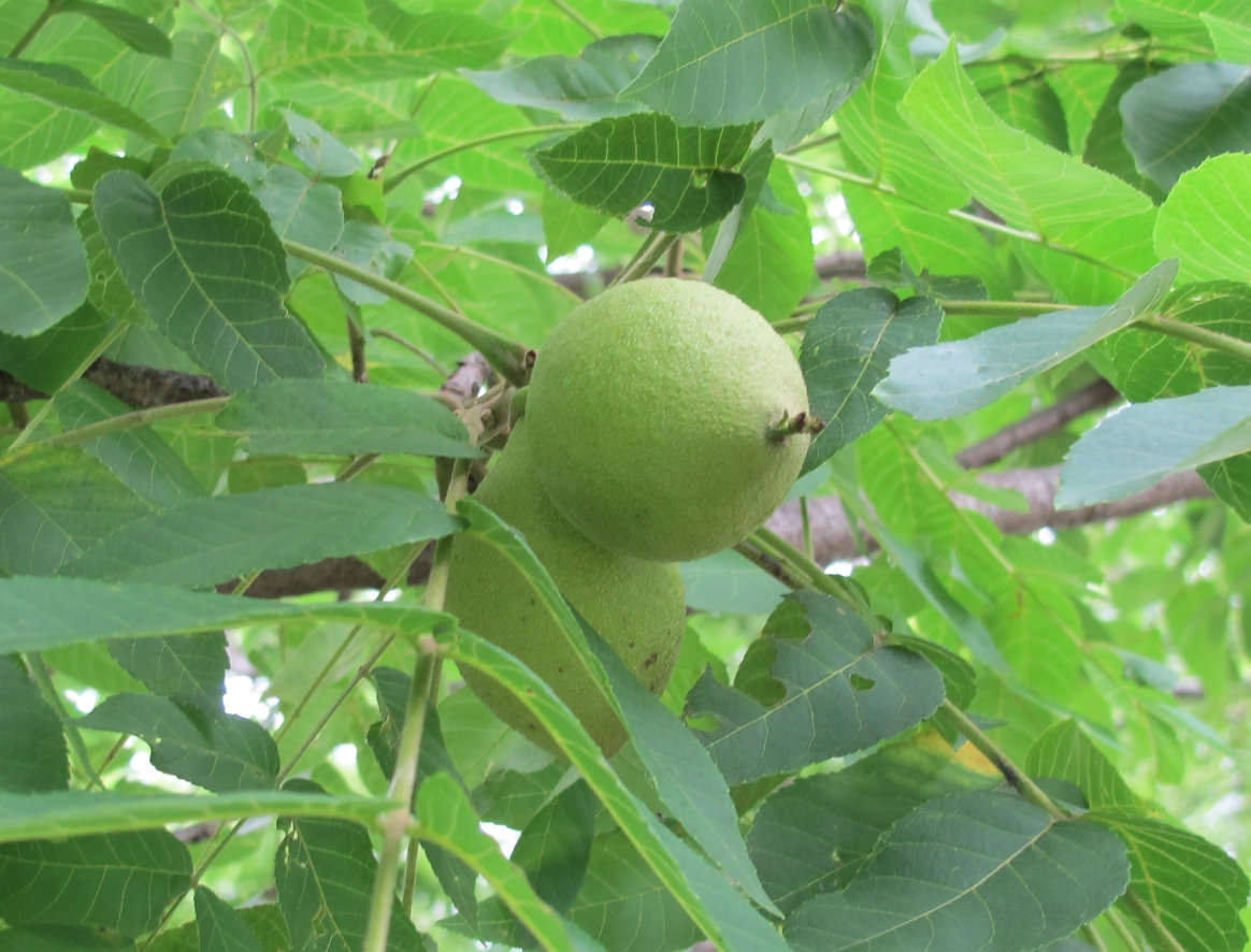 Walnut Fruit