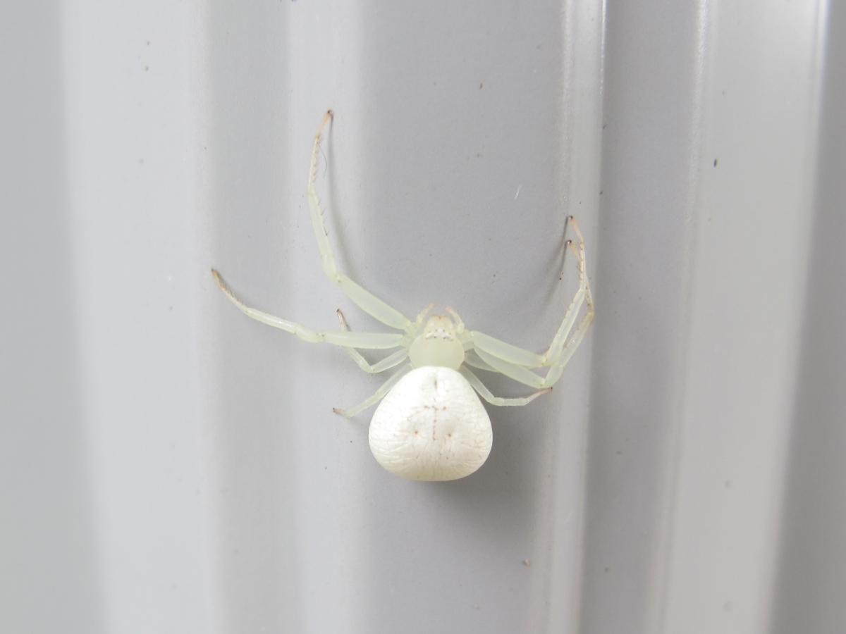 White Crab Spider 1a