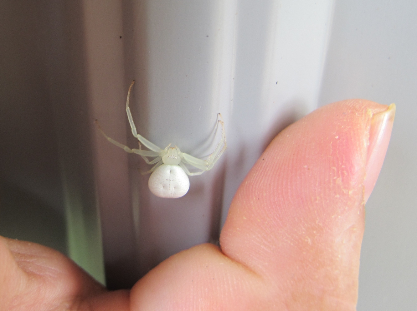 White Crab Spider 7