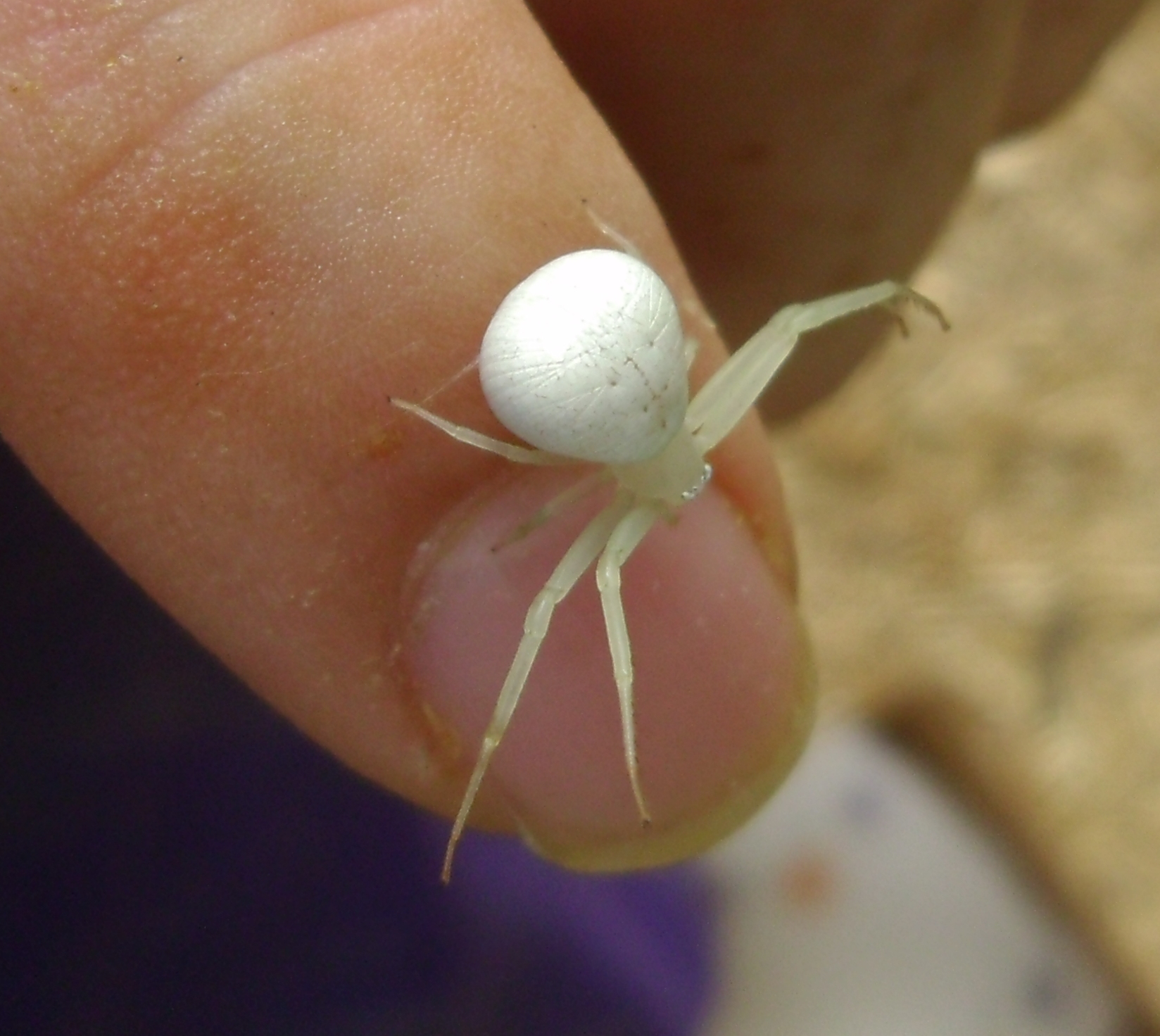 White Crab Spider 5a