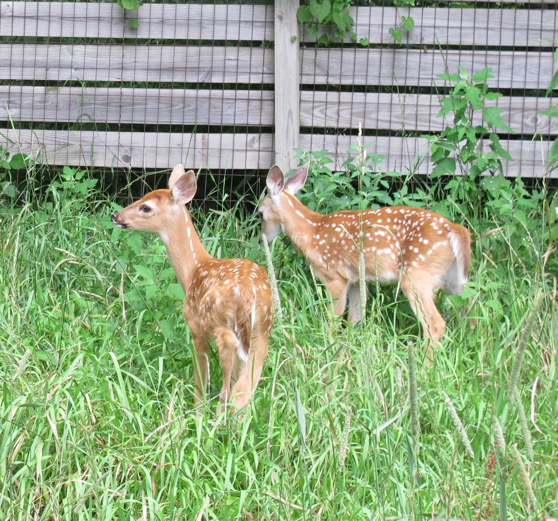 Fawns in the Meadow 3