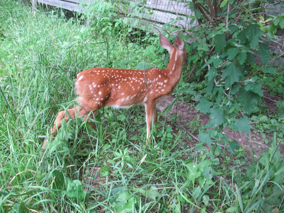 Fawns in the Meadow 4
