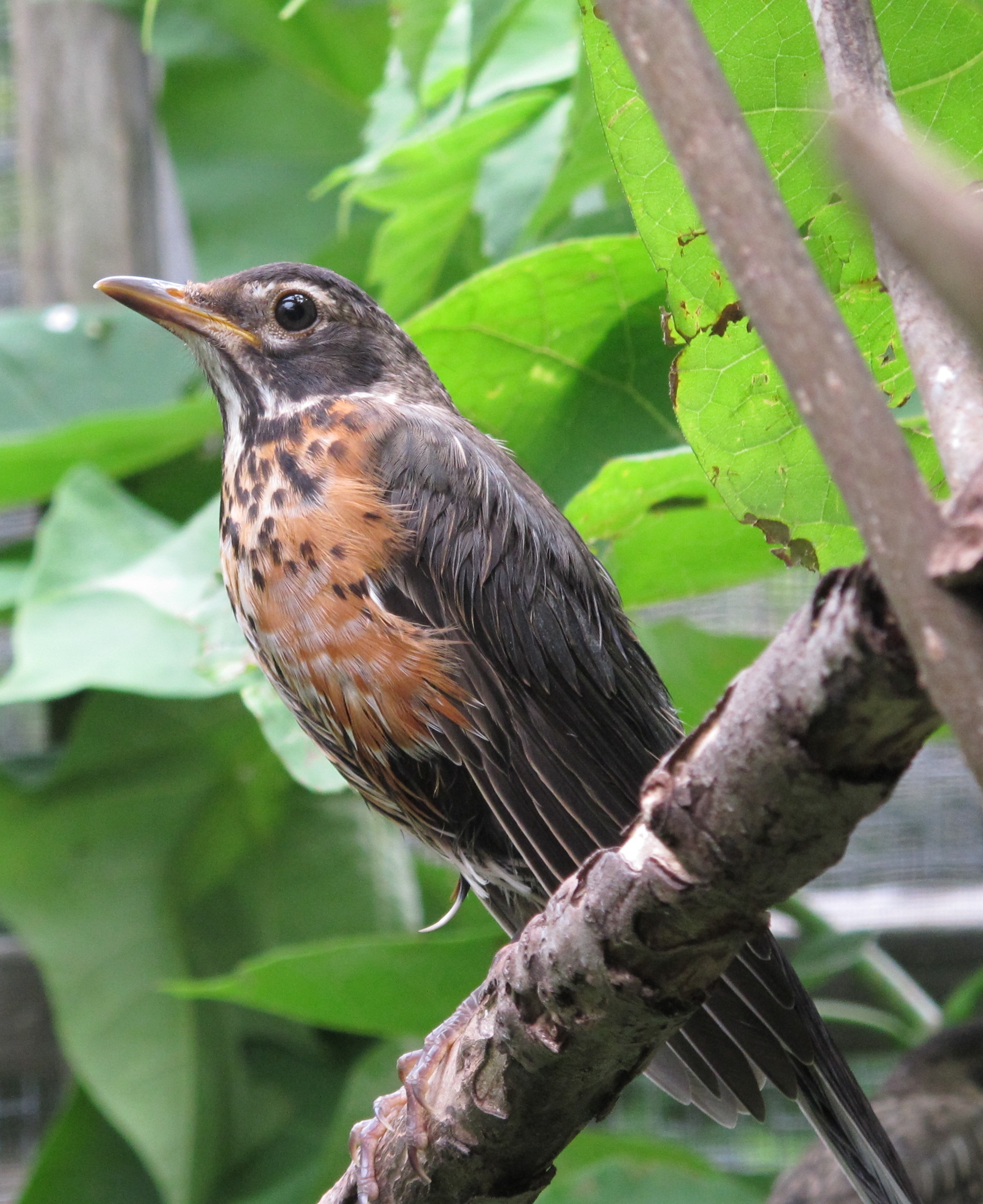 Young Robin 1