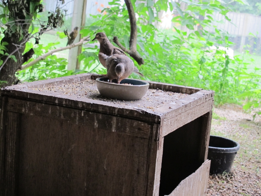 Placid Little Mourning Dove 6