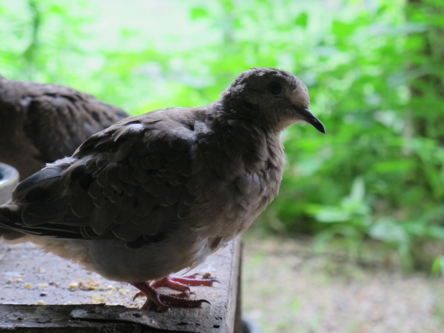 Placid Little Mourning Dove 12