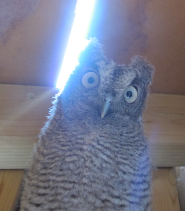 Scary Young Screech Owl 3