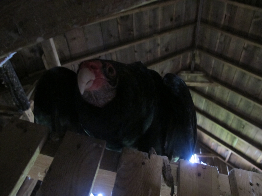 Vinnie in the Barn 1