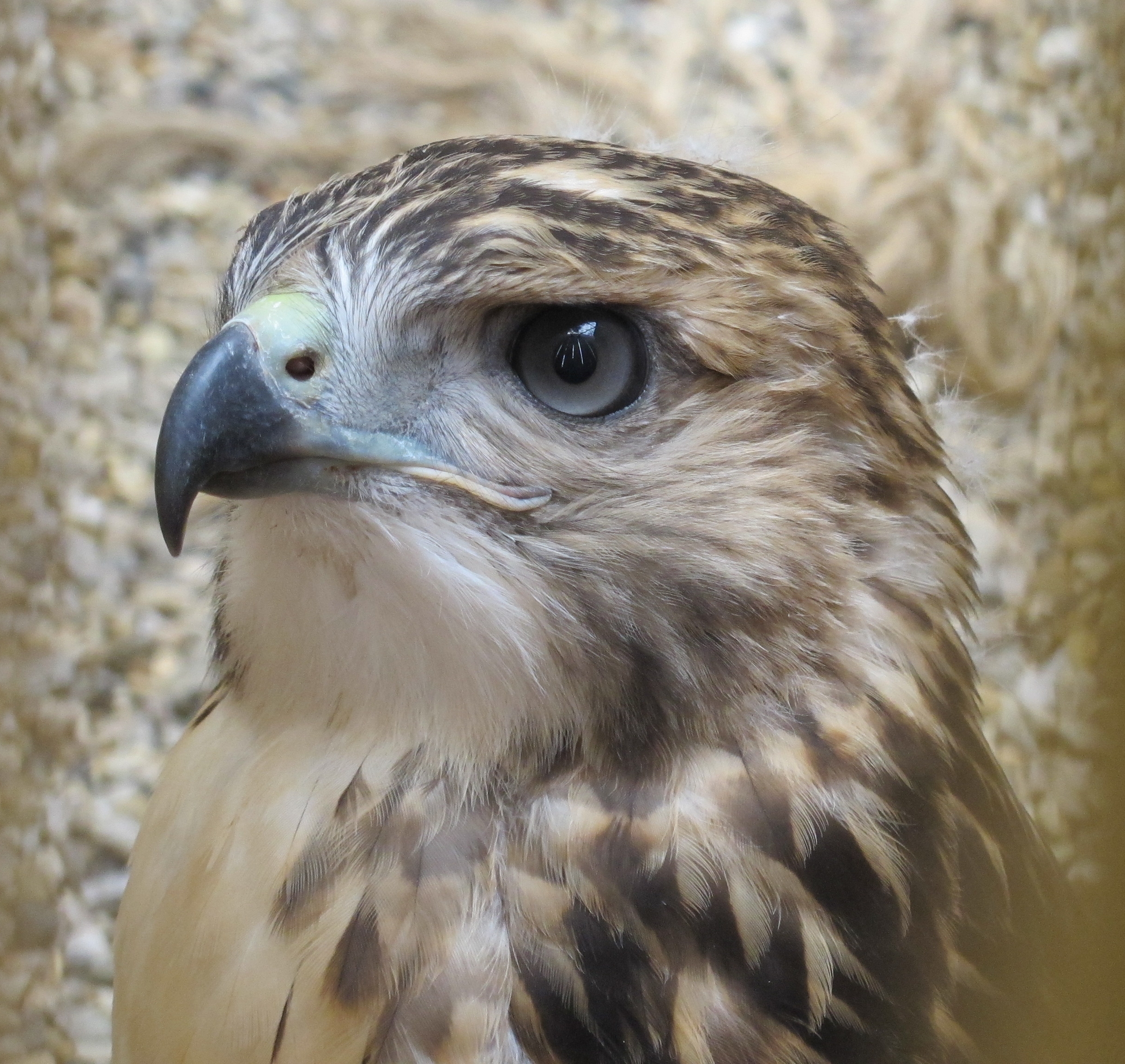 Young Red-Tailed Hawk 1