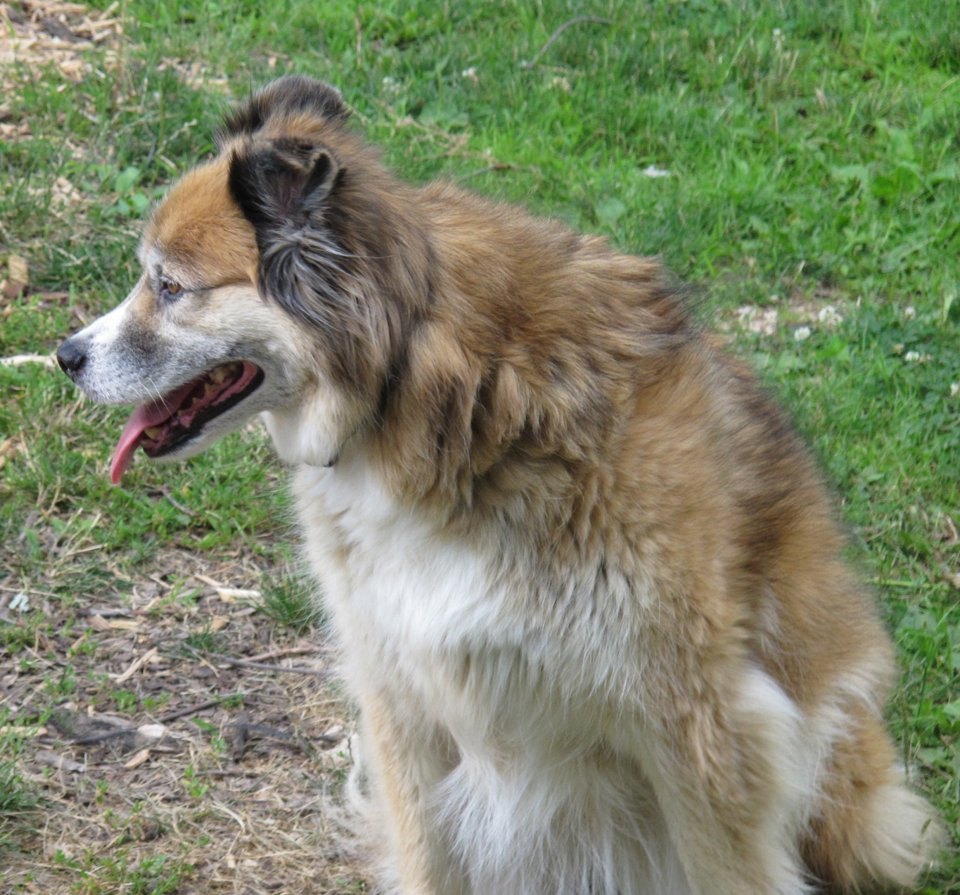 Odd-Eyed Dog