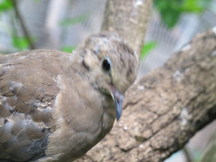 Placid Mourning Dove 2